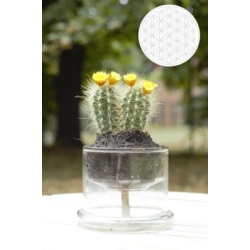 self_watering_pot_medium