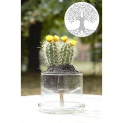 self_watering_pot_medium_treeof_life