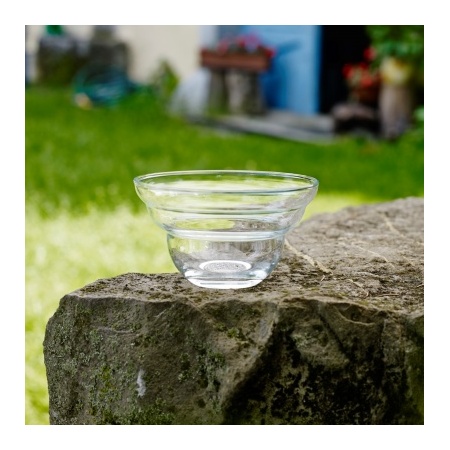 5630_-_cotula_small_-_nature_2