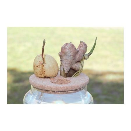 ginger_and_avocado_in_small_greens_130mm_base_with_cork_insert