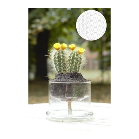 self_watering_pot_medium